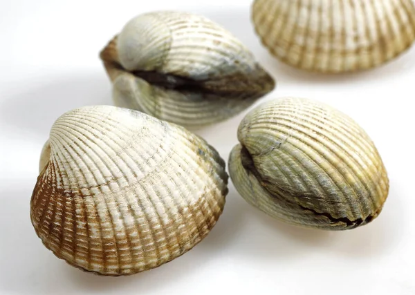 Cockle Comum Cerastoderma Edule Conchas Contra Fundo Branco — Fotografia de Stock