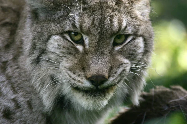 Europäischer Luchs Felis Lynx Erwachsener Mit Tötung Ein Reh — Stockfoto