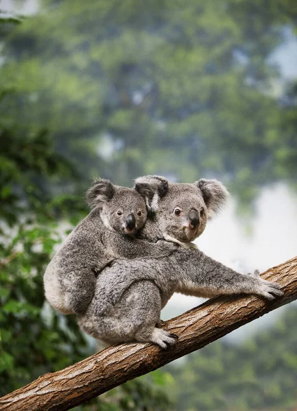 Koala Phascolarctos Cinereus Matka Młodymi Gałęzi — Zdjęcie stockowe