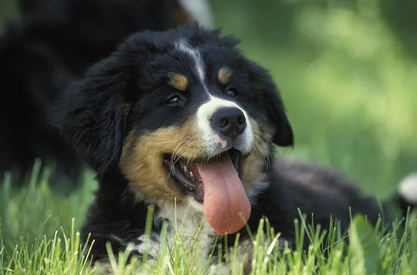 Bernese Mountain Dog, Pup with Tongue out