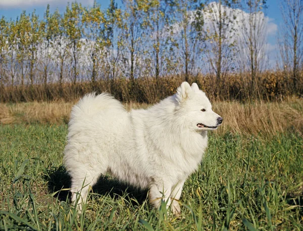 Samoyed Dog Standing Field — Stock fotografie