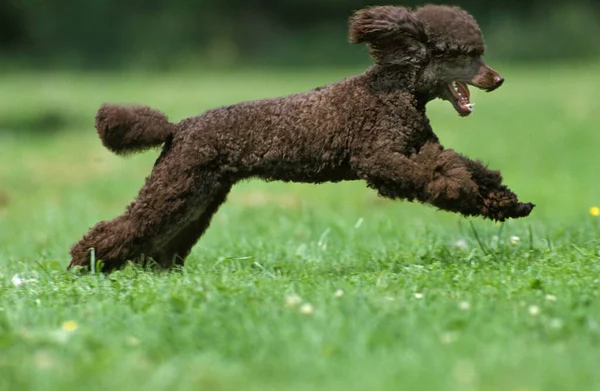 黑色标准狮子狗 成年人在草地上奔跑 — 图库照片