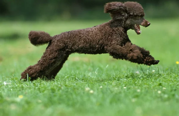 Poodle Estándar Negro Adulto Corriendo Sobre Hierba — Foto de Stock