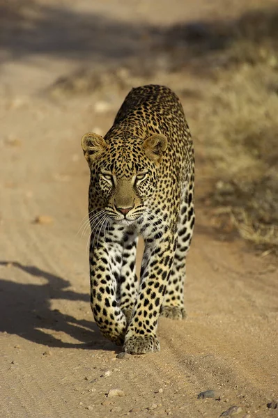 Leopardo Pantera Pardus Adulto Caminando Por Sendero Masai Mara Park — Foto de Stock