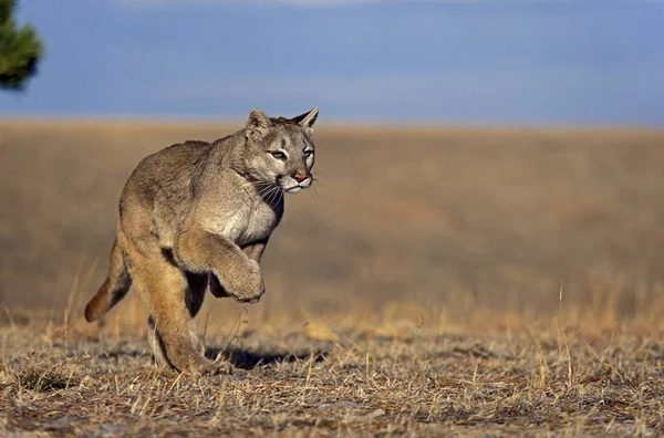 Cougar Puma Concolor Adult Running Montana — Stock Photo, Image