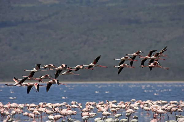 小火烈鸟 小萤火虫 飞行小组 肯尼亚纳库鲁湖 — 图库照片