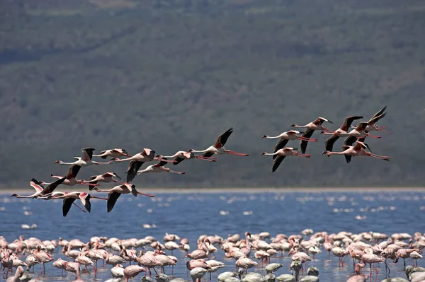 Lesser Flamingo Phoenicopterus Minor Group Flight Nakuru Lake Kenya — Stock Photo, Image