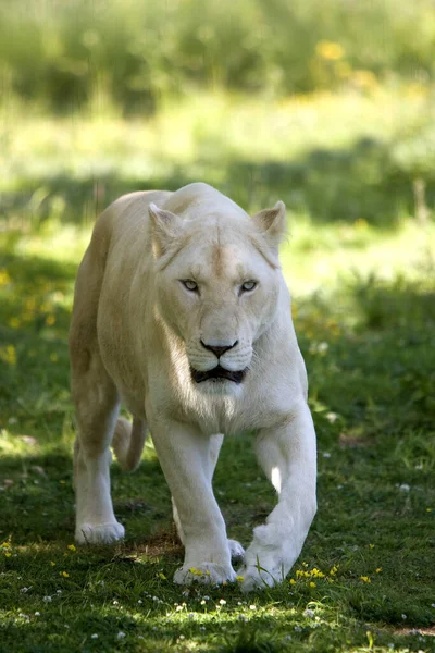 Weißer Löwe Panthera Leo Krugensis — Stockfoto