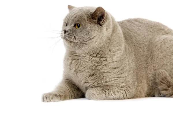 Lilac British Shorthair Domestic Cat Male Laying White Background — Stock Photo, Image