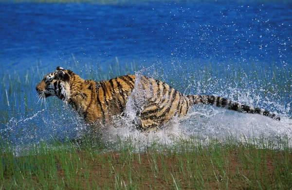 Bengal Tiger Panthera Tigris Tigris Adult Running Water — Stockfoto