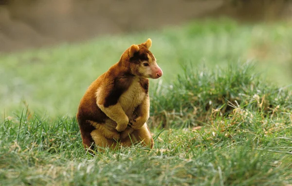 松节树袋鼠 树冠袋鼠 站在草地上的成虫 — 图库照片