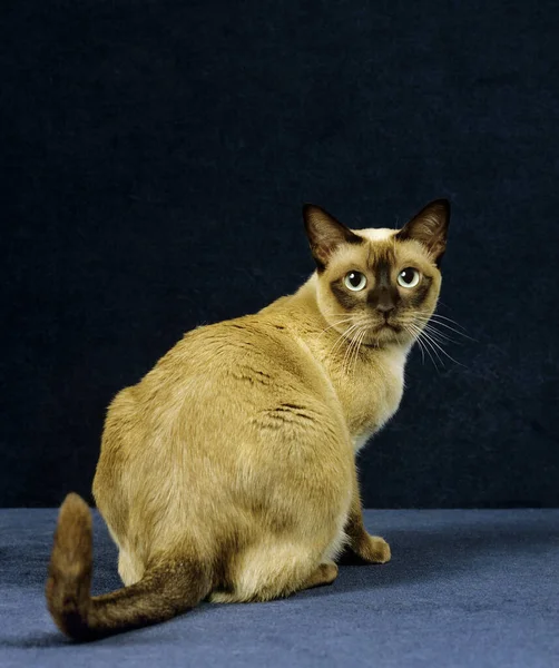 Tonkinese Domestic Cat Feminino Sentado Contra Fundo Preto — Fotografia de Stock
