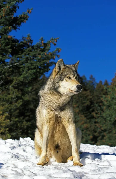 North American Grey Wolf Canis Lupus Occidentalis Masculino Sentado Neve — Fotografia de Stock