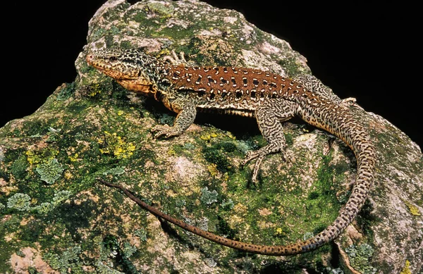 Chilenische Teju Callopistes Palluma Erwachsene Die Auf Felsen Stehen — Stockfoto