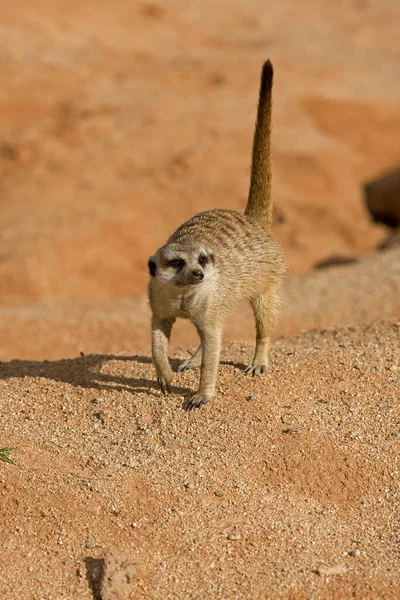 Meerkat Suricata Suricatta Взрослый Оборонительной Позиции Намибия — стоковое фото