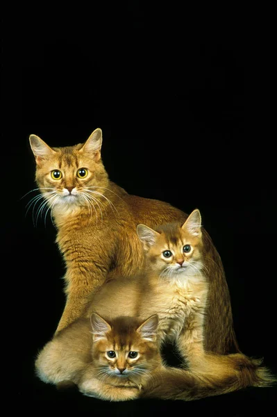 Czerwony Somalijski Kot Domowy Matka Kotkiem Czarnym Tle — Zdjęcie stockowe
