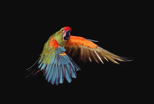 Military Macaw Ara Militaris Adult Flight Black Background — Stock fotografie