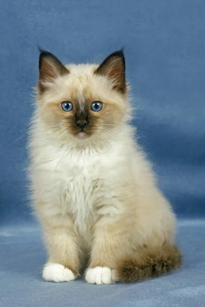 Birmanese Domestic Cat Kitten Sitting Blue Background — Stock Photo, Image