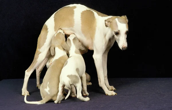 Kırbaç Köpek Anne Yavru Kara Arkaplan Karşı Emziriyorlar — Stok fotoğraf