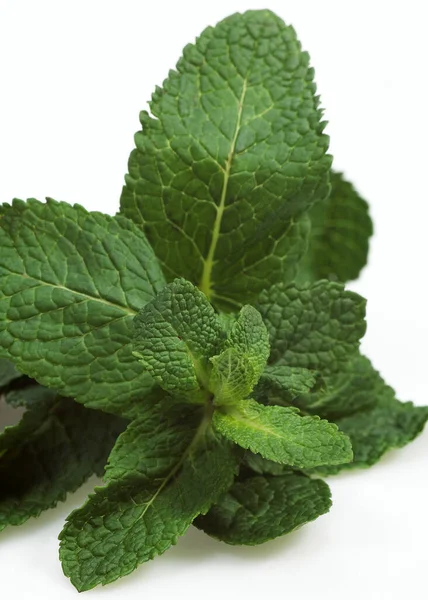 Mint Mentha White Background — Stockfoto