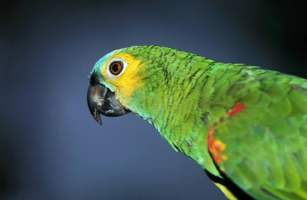 Blue Fronted Amazon Parrot Turquoise Fronted Amazon Parrot Amazona Aestiva — 스톡 사진