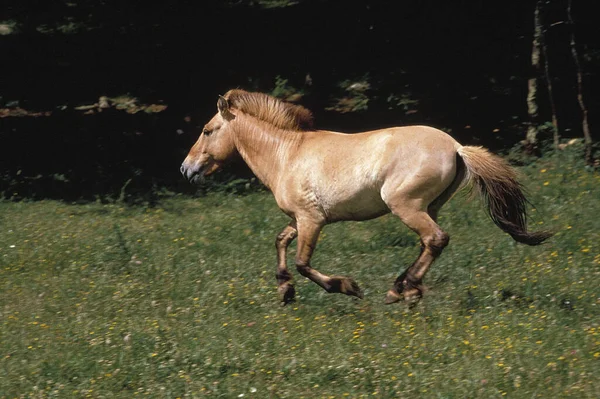 Przewalski Horse Adult Galloping Через Паддок — стокове фото