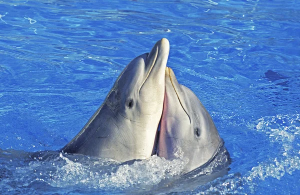 Dauphin Bottlenose Tursiops Truncatus Drôle Attitude — Photo