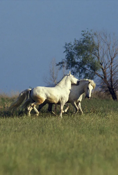 Camargue Paard Paarden Spelen Grasveld — Stockfoto