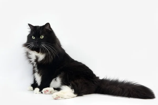 Gatto Domestico Siberiano Bianco Nero Femmina Sfondo Bianco — Foto Stock