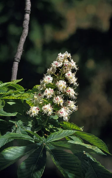 Chestnut Tree Aesculus Hippocastanum Flowers — 스톡 사진