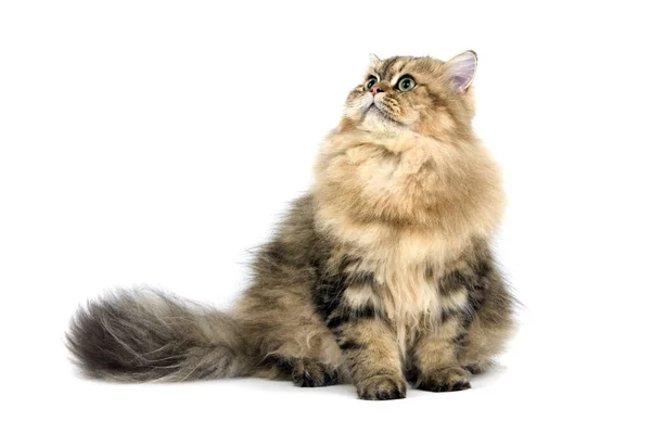 Gyllene Persisk Inhemska Katt Mot Vit Bakgrund — Stockfoto