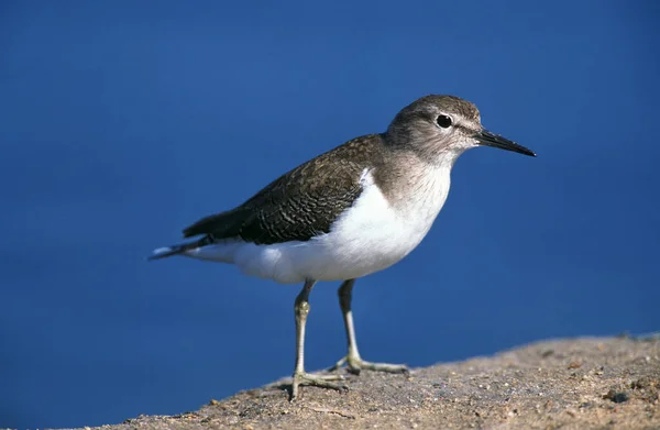 Wasserläufer Tringa Hypoleucos Erwachsene Namibia — Stockfoto