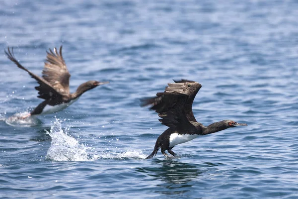 Guanay Cormorant Phalacrocorax Bougainvillii Adultes Vol Décollage Eau Îles Ballestas — Photo