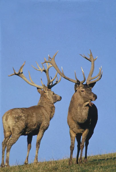 Red Deer Cervus Elaphus Stag Blue Sky — 스톡 사진