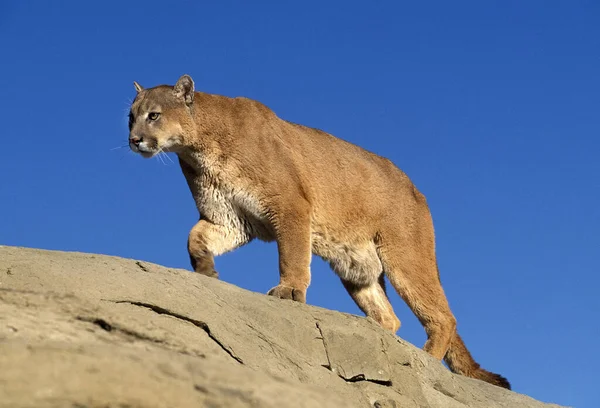 Puma Puma Concolor Adulto Parado Rocas Montana —  Fotos de Stock