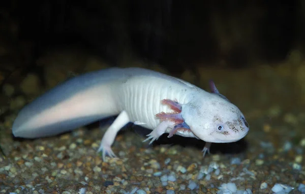 Axolotl Ambystoma Mexicanum Természetes Háttér — Stock Fotó