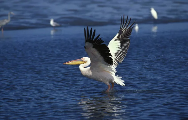 Gran Pelícano Blanco Pelecanus Onocrotalus Adulto Vuelo Despegando Playa Walvis — Foto de Stock