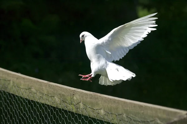 White Fantail Pigeon Natürlicher Hintergrund — Stockfoto