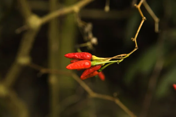 Kuş Chili Pepper Kapsiyum Frutescens Peru — Stok fotoğraf