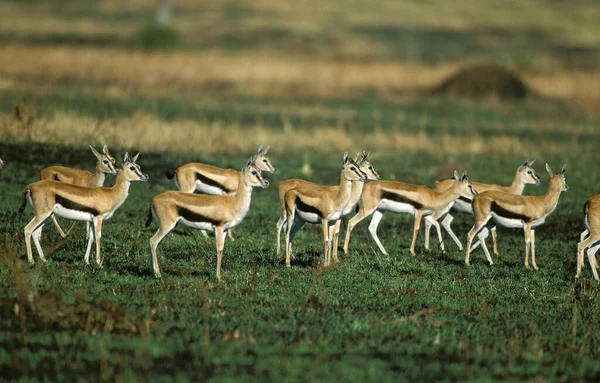 Gazelle Thomson Gazella Thomsoni Troupeau Savannah Masai Mara Park Kenya — Photo