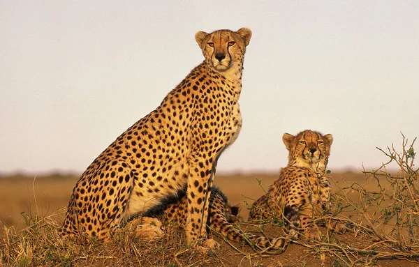 Cheetah Acinonyx Jubatus Adults Standing Termite Hill Masai Mara Park — Stock Photo, Image