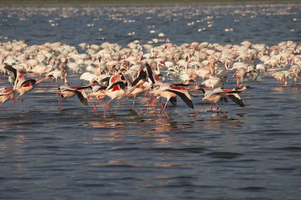 小火烈鸟 Lesser Flamingo Phoenicopterus Minor Group Flight Taking Water Nakuru — 图库照片