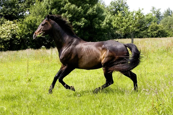 Αγγλικά Καθαρόαιμο Άλογο Στη Νορμανδία — Φωτογραφία Αρχείου