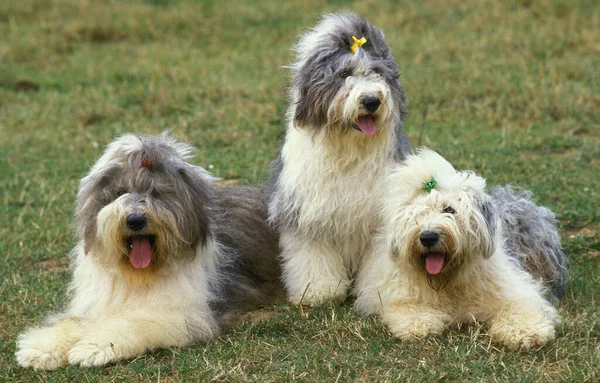 Bobtail Dog Vagy Old English Sheepdog Fűre Fektetett Felnőttek — Stock Fotó