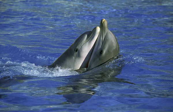 Bottlenose Dolphin Tursiops Truncatus Heads Adult Emerging Water — Stock fotografie