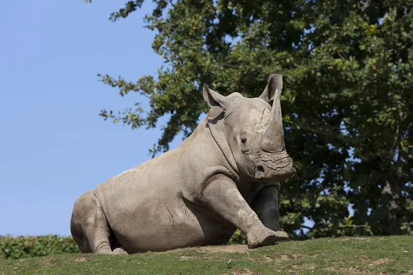 Nosorożec Biały Ceratotherium Simum — Zdjęcie stockowe