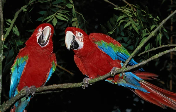 Red Green Macaw Ara Chloroptera Adults Standing Branch — 스톡 사진