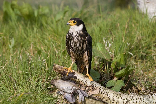 Hobby Eurasiático Falco Subbuteo Adulto Con Gorrión Casa Sus Garras — Foto de Stock