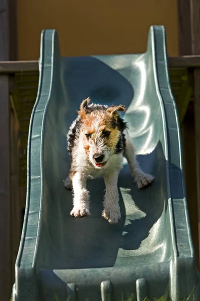 Cabelo Arame Fox Terrier Filhote Cachorro Descendo Slide — Fotografia de Stock