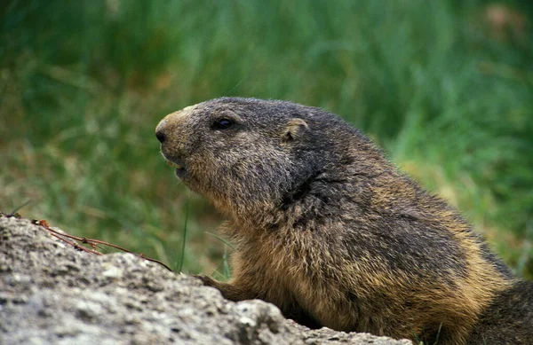 Marmota Alpina Marmota Marmota Sur Francia — Foto de Stock